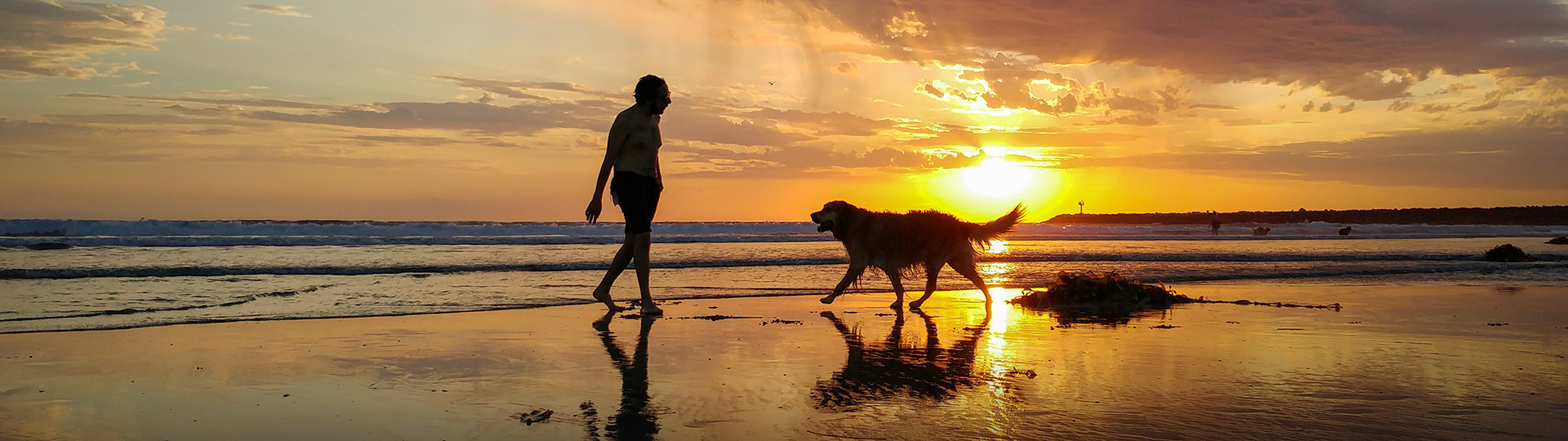 Pet Photographer