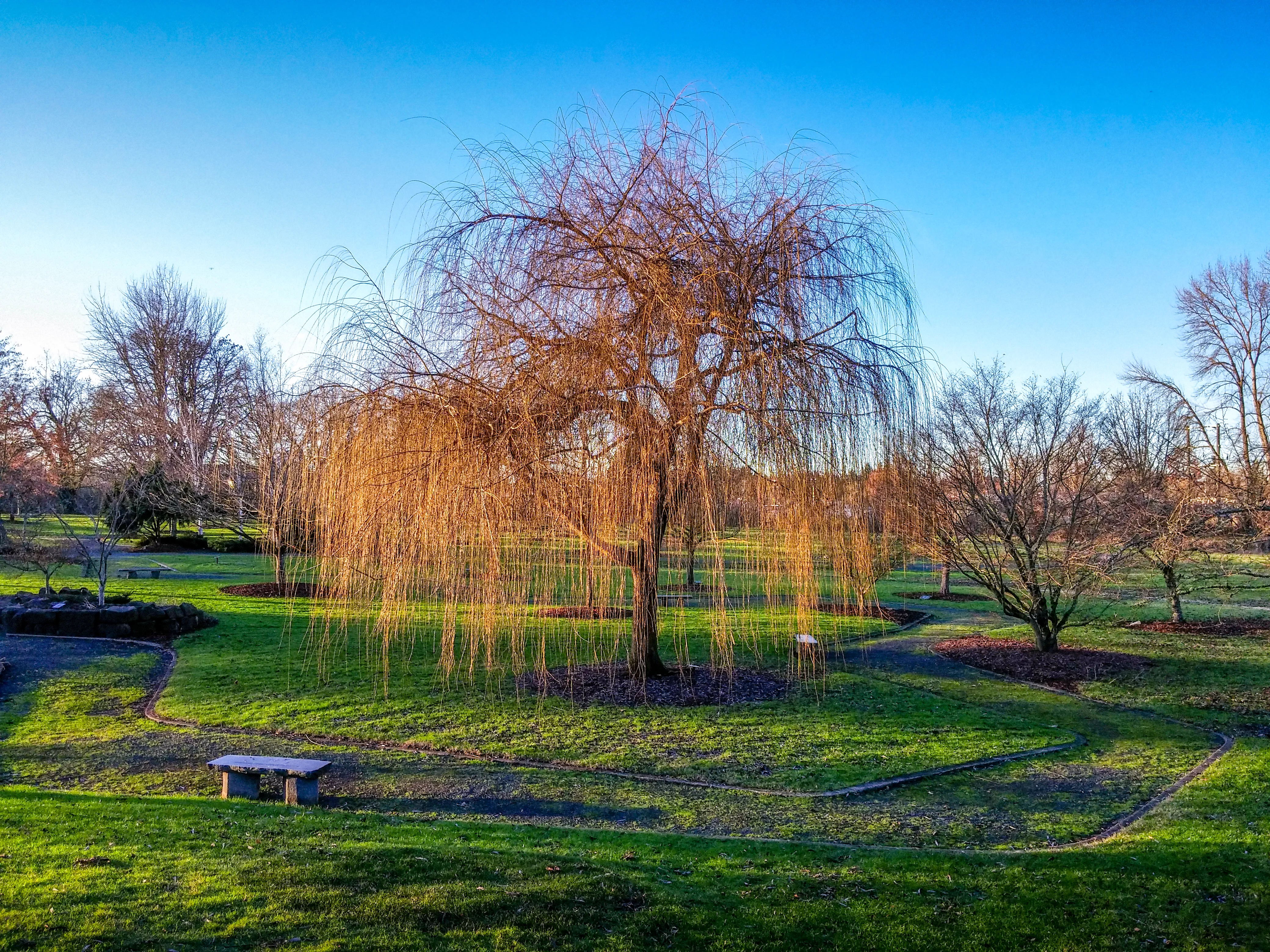 The Giving Tree - Photo by Josh Utley